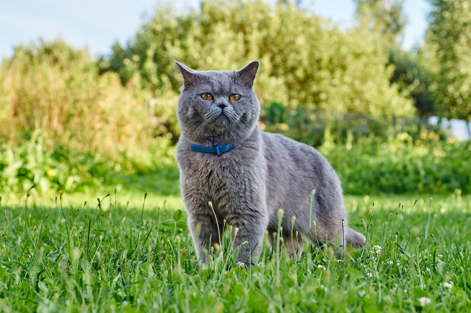 Come dare antibiotico al gatto?