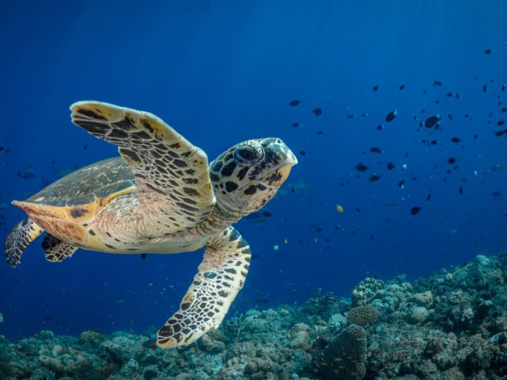 Come dare da mangiare alle tartarughe d’acqua?
