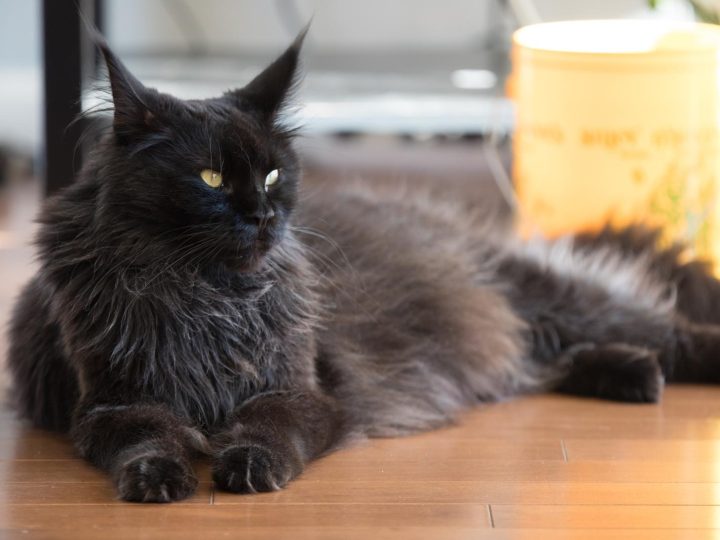 Come dare una pastiglia al gatto?
