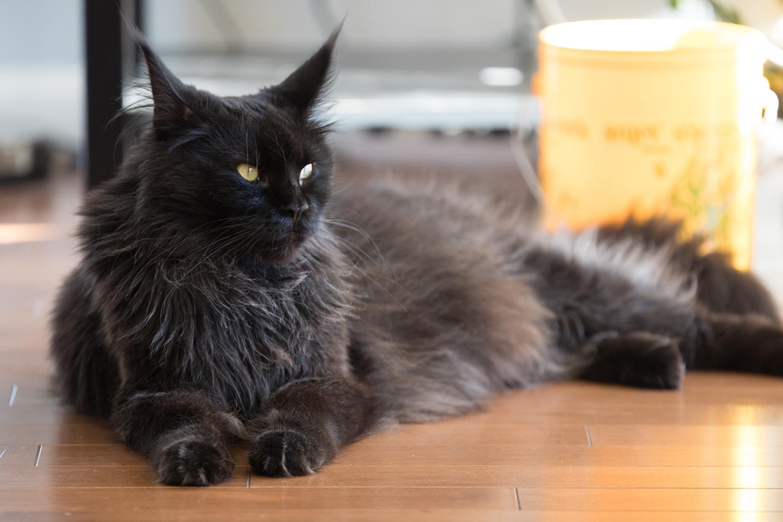Come dare una pastiglia al gatto?