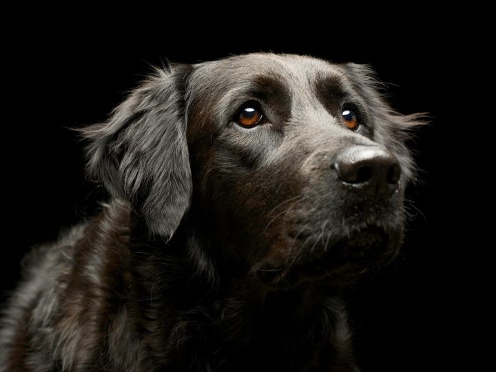 Come dimostrare affetto ai cani?