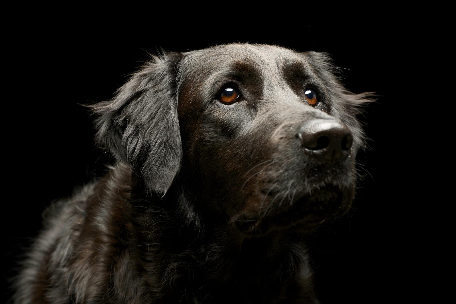 Come dimostrare affetto ai cani?