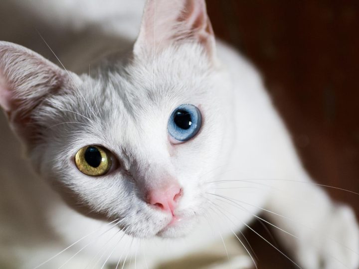 Come dorme il gatto quando sta male?
