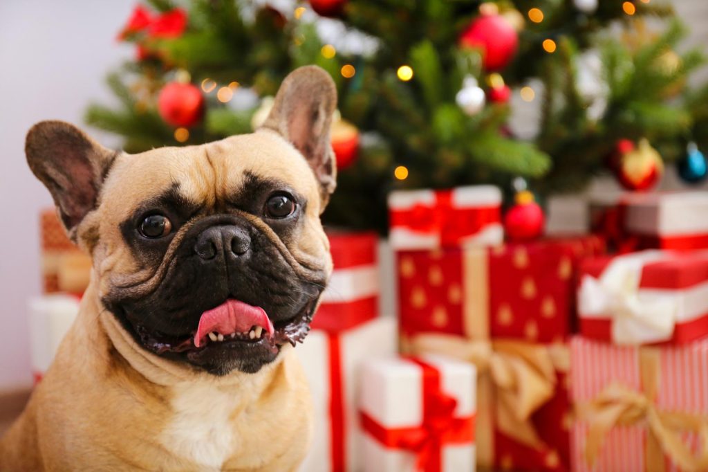 Come educare un cucciolo di cane