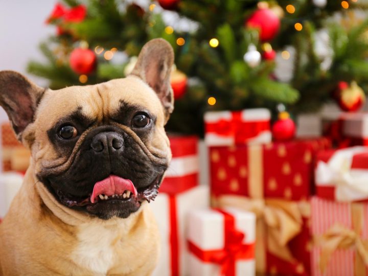 Come educare un cucciolo di cane?