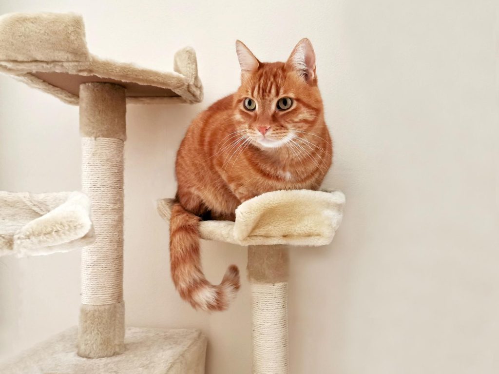 Come educare un gatto a non salire sul tavolo