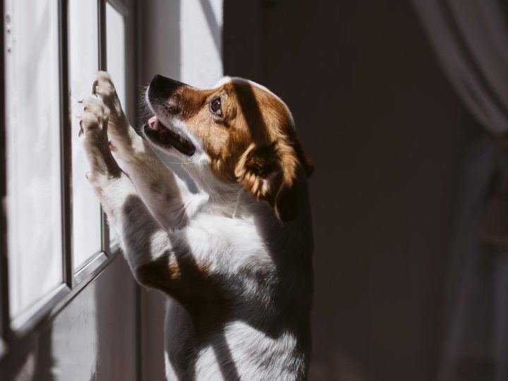 Come far addormentare un cane?