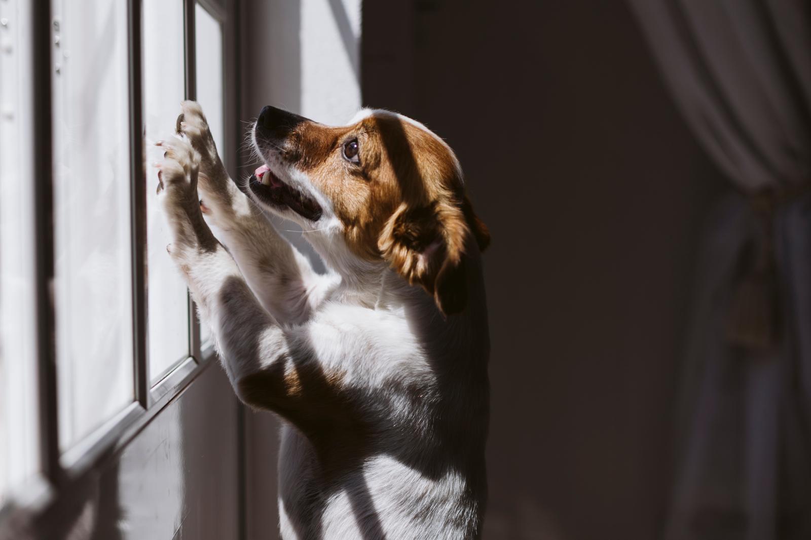 Come far addormentare un cane?