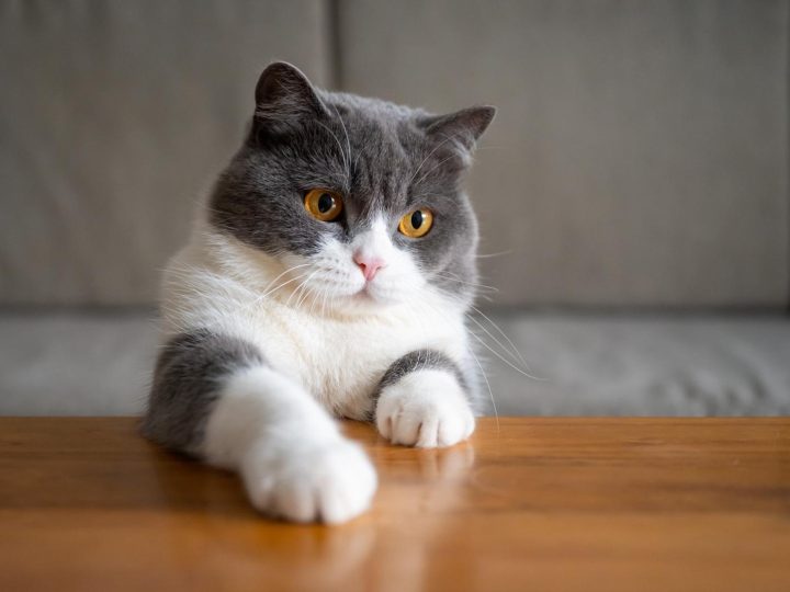 Come far addormentare un gatto?