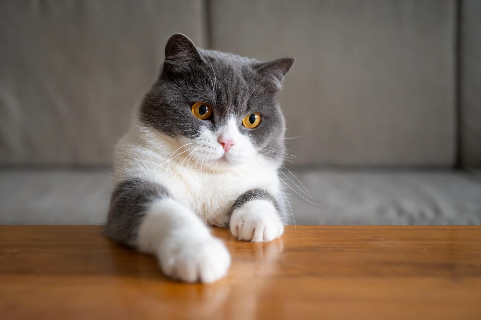 Come far addormentare un gatto?