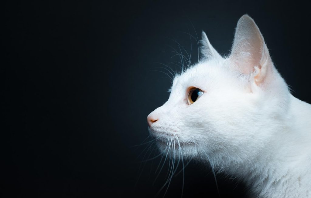 Come far bere il gatto