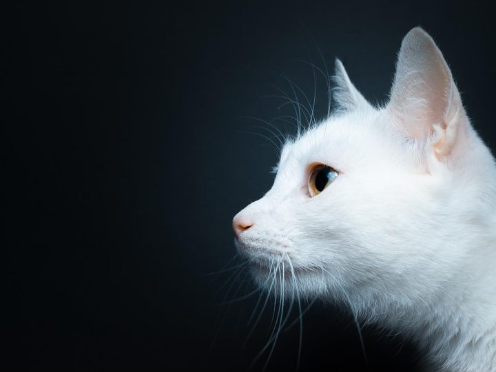 Come far bere il gatto?