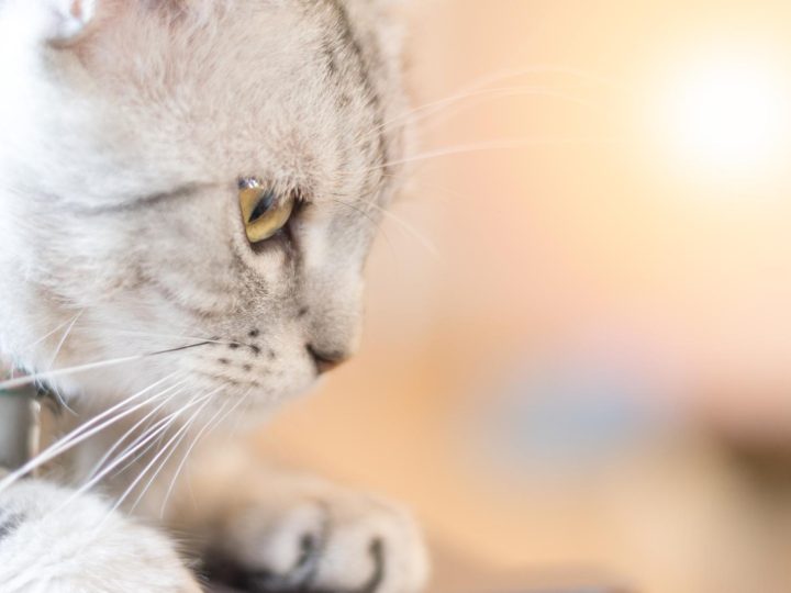 Come far dimagrire un gatto?