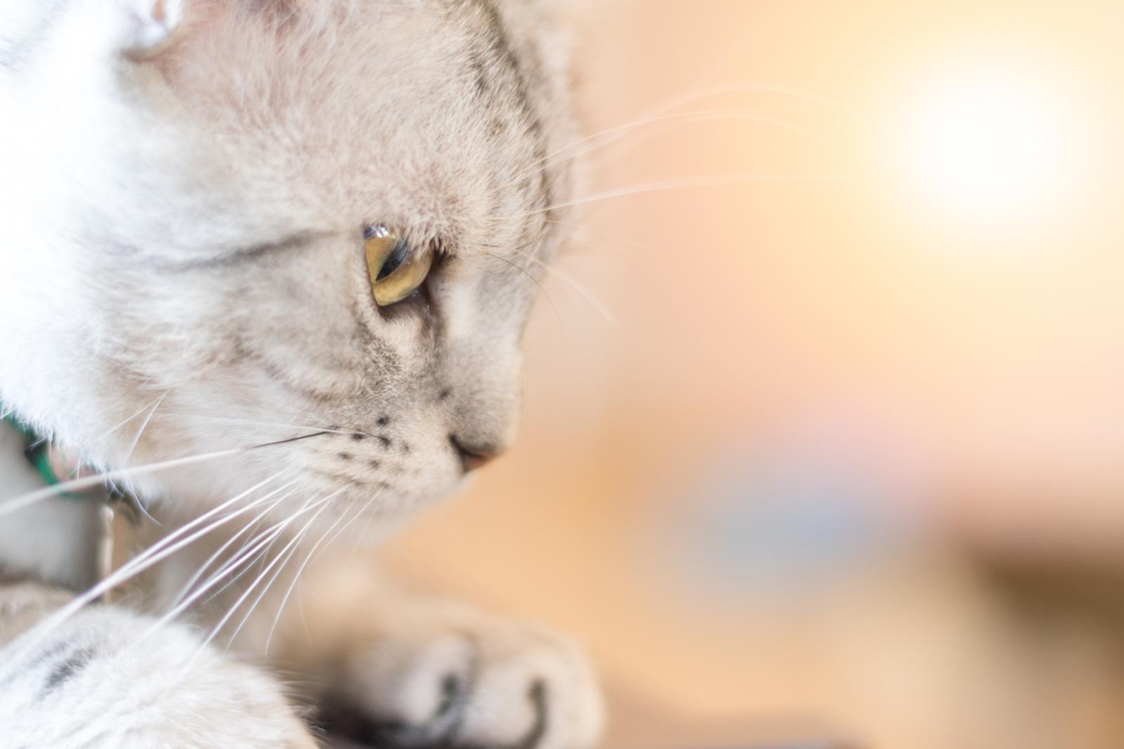 Come far dimagrire un gatto?