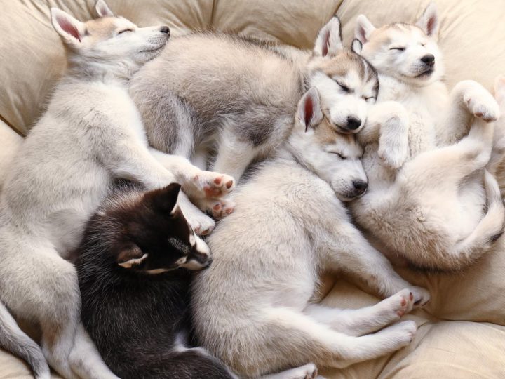 Come far ingrassare il cane?