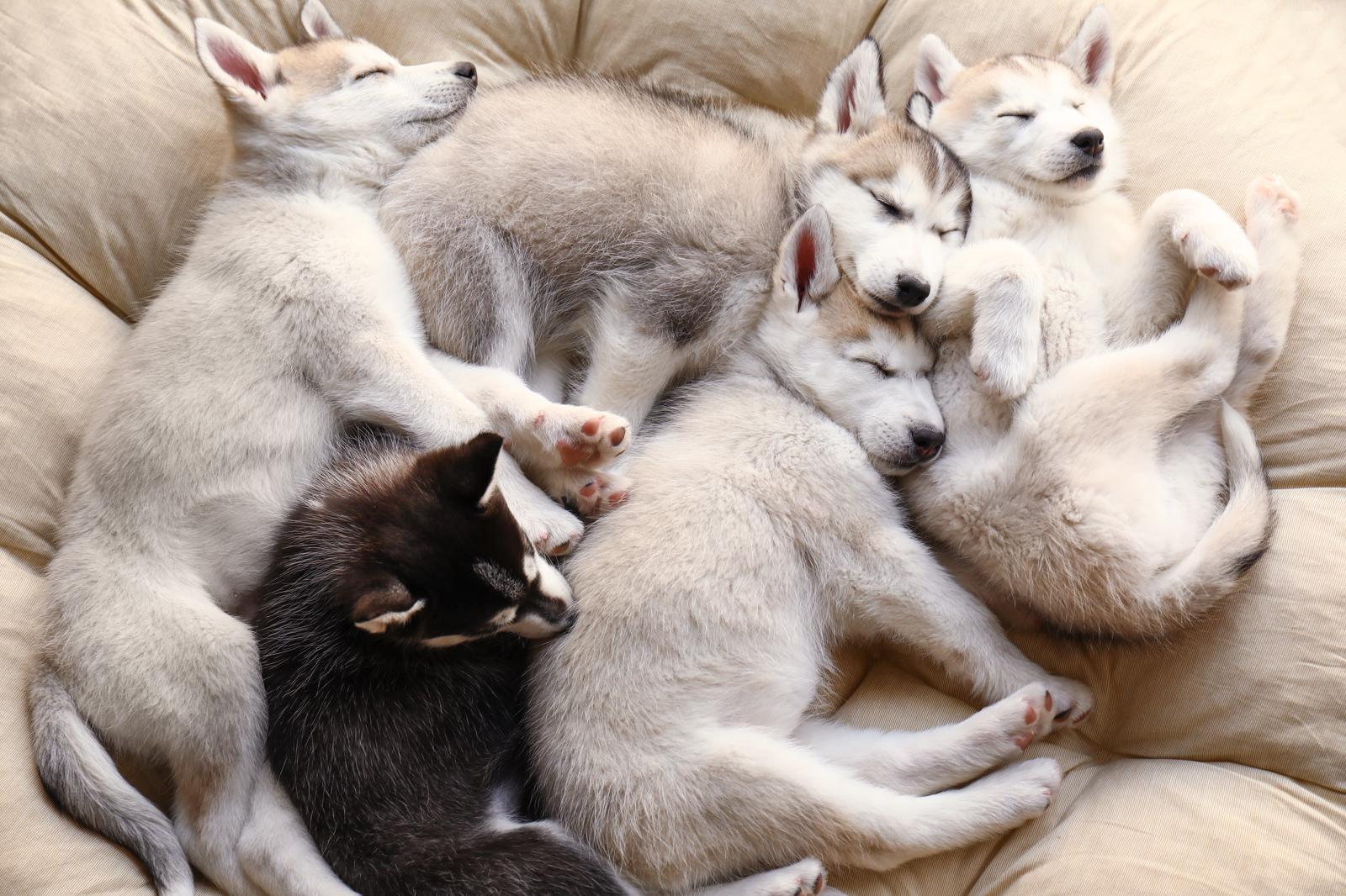 Come far ingrassare il cane?