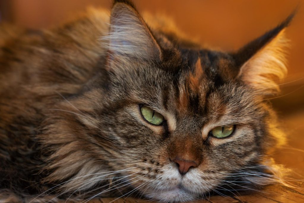 Come fare andare d'accordo cane e gatto