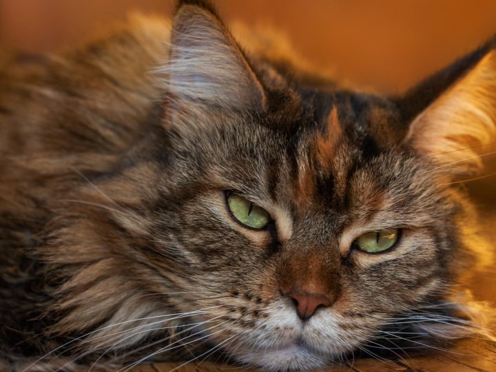 Come fare andare d’accordo cane e gatto?