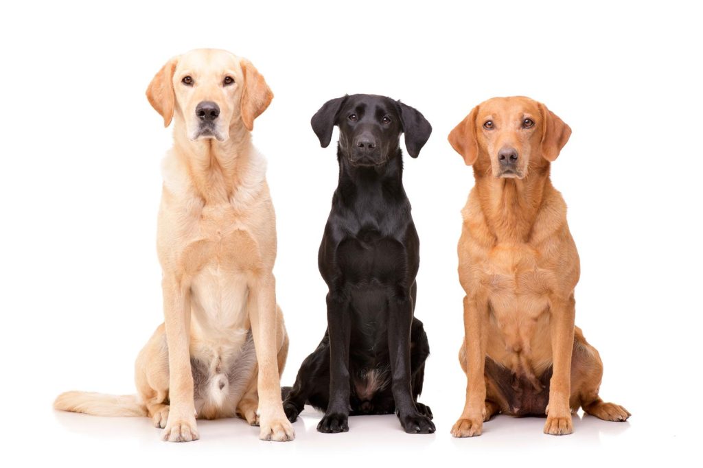 Come fare andare d'accordo cane e gatto