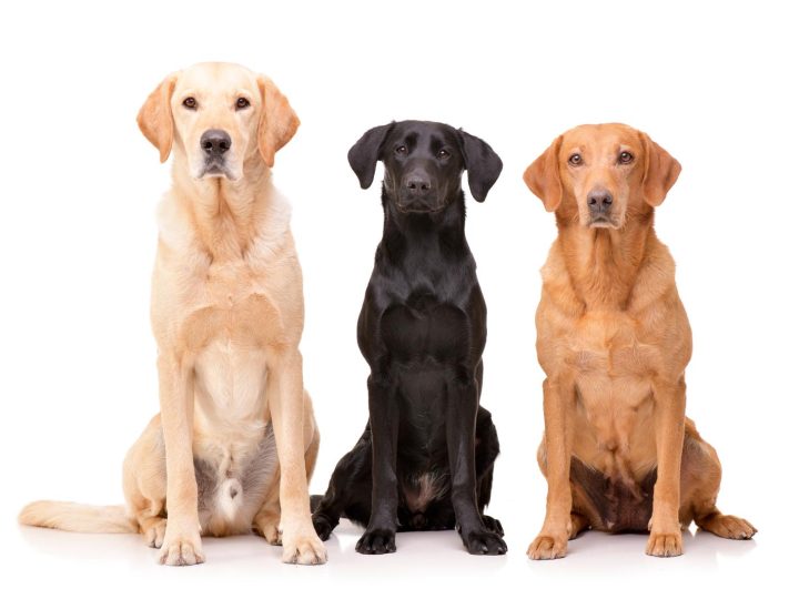 Come fare andare d’accordo cane e gatto?