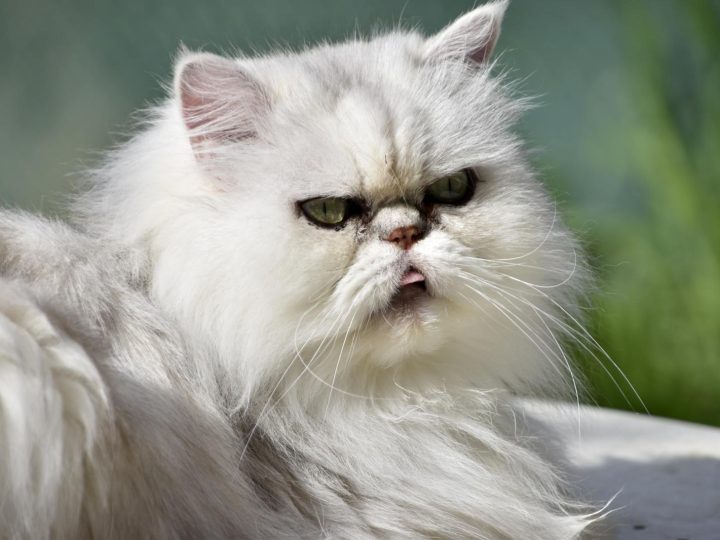 Come fare il bagno al gatto?