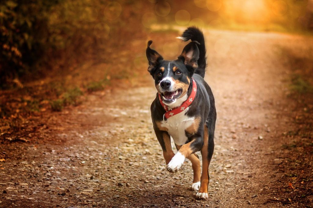 Come fare il passaporto al cane