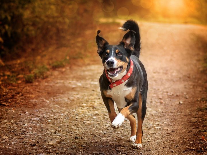 Come fare il passaporto al cane?