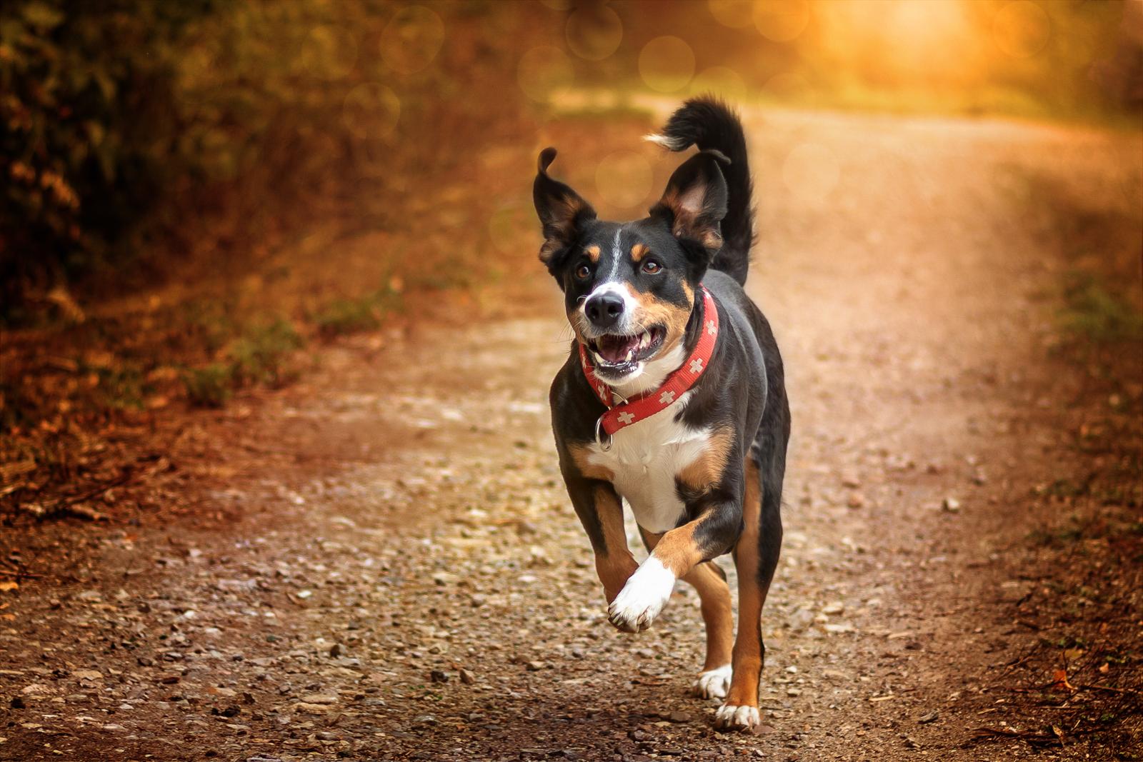 Come fare il passaporto al cane?