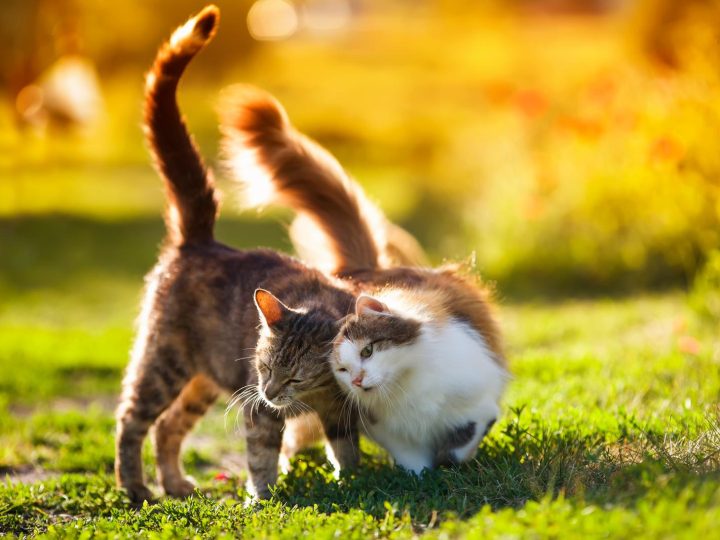 Come immobilizzare un gatto?
