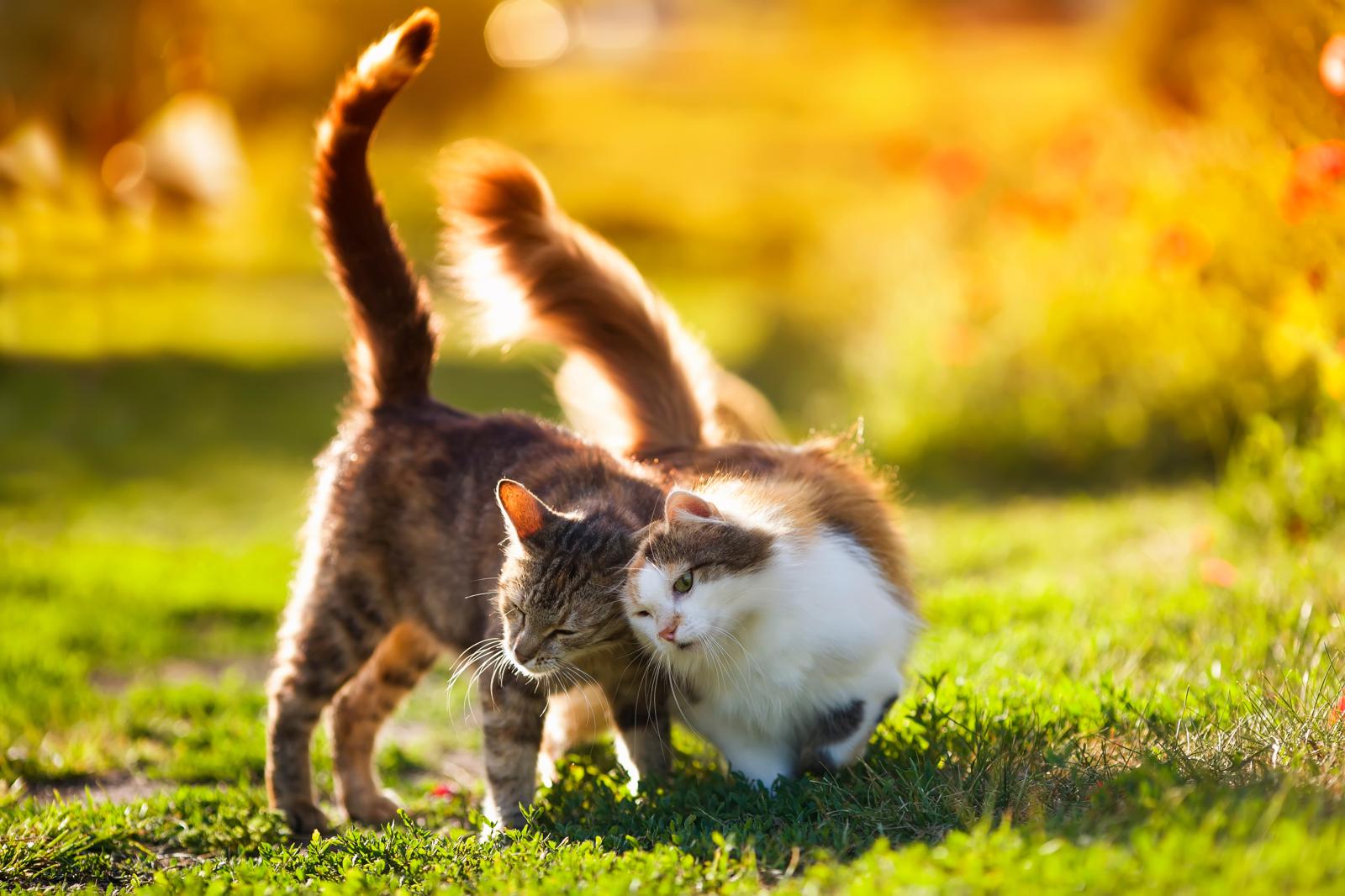 Come immobilizzare un gatto?