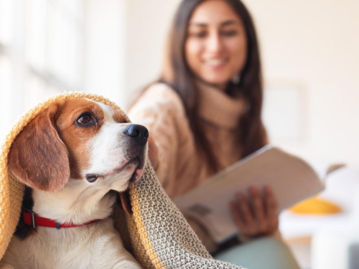 Come insegnare al cane a fare i bisogni sulla traversina?