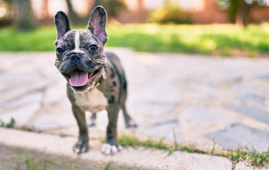 Come insegnare al cane a non mordere