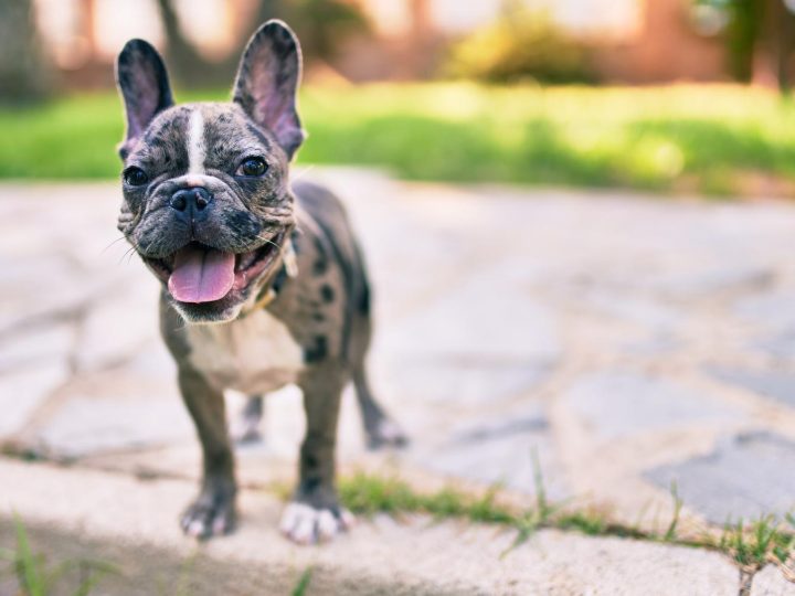 Come insegnare al cane a non mordere?
