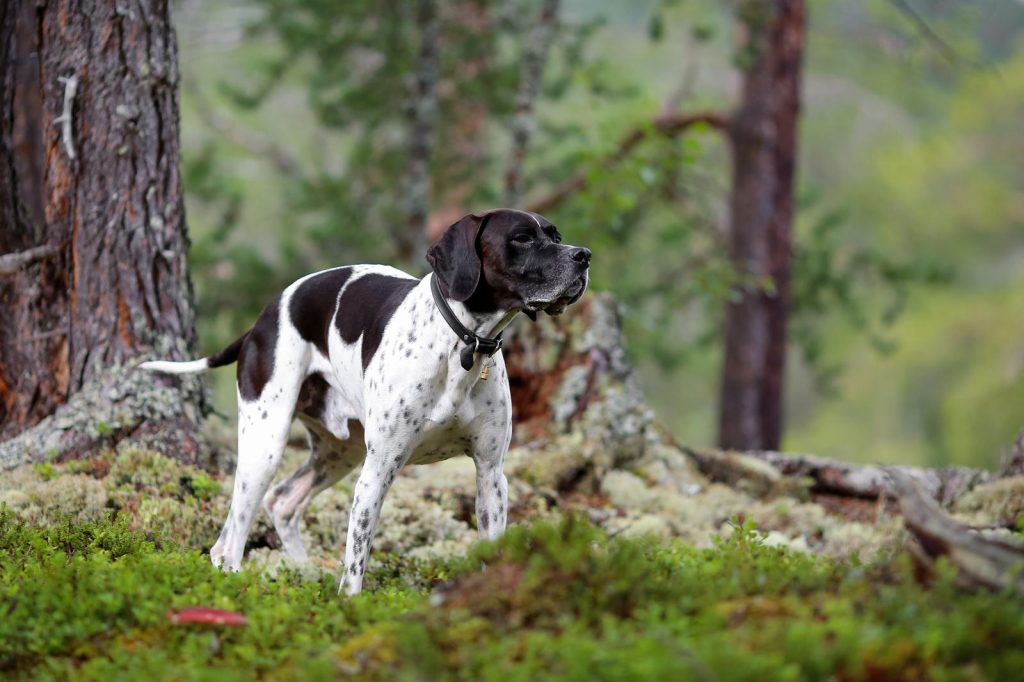 Come insegnare al cane a non tirare