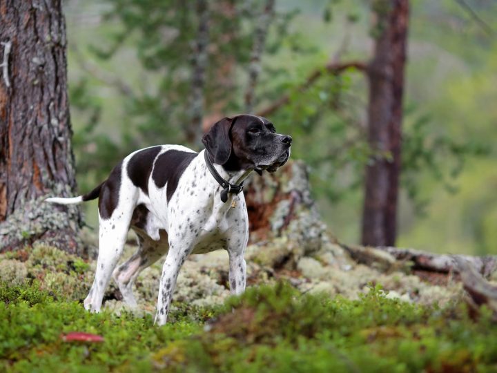 Come insegnare al cane a non tirare?