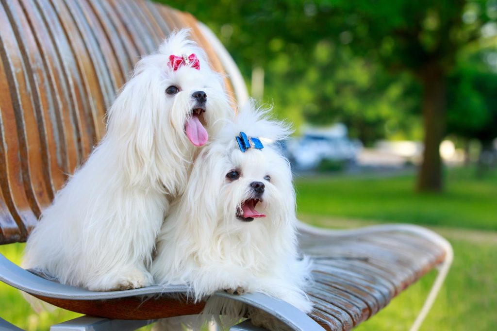 Come insegnare al cane ad andare al guinzaglio