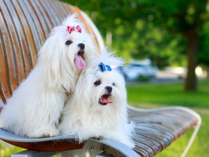 Come insegnare al cane ad andare al guinzaglio?