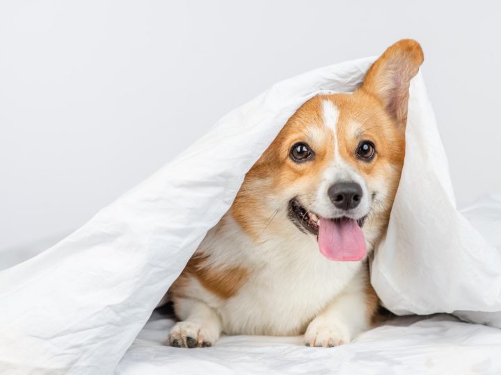 Come lavare i denti al cane?