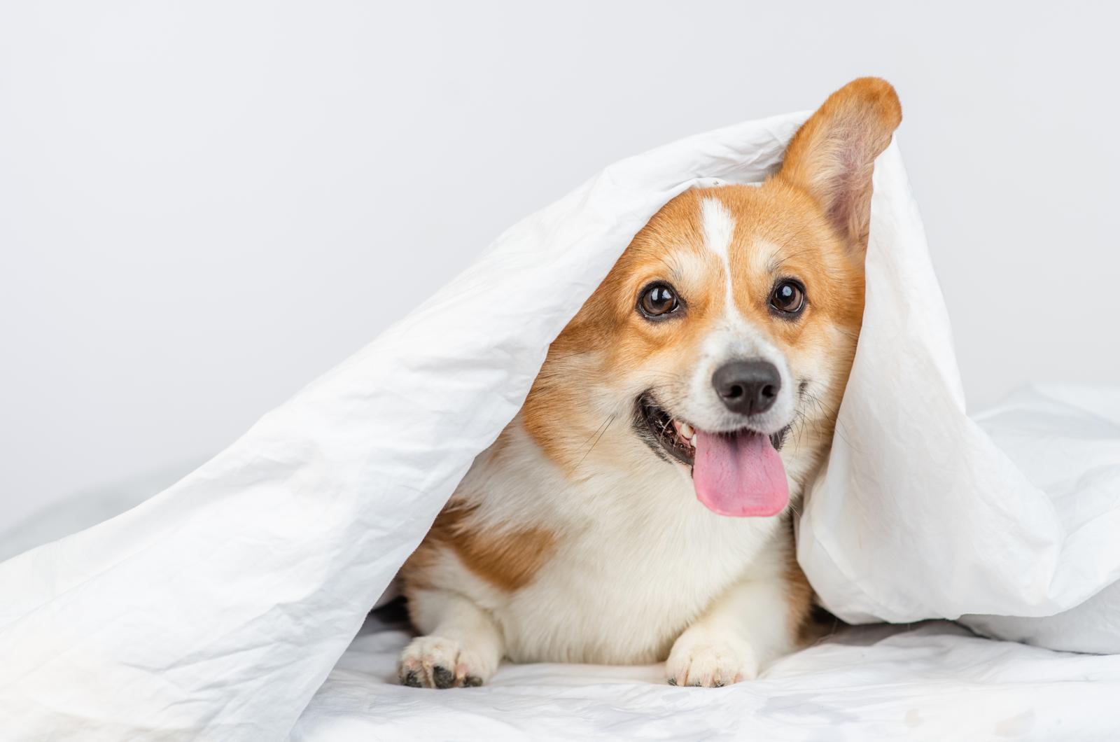 Come lavare i denti al cane?