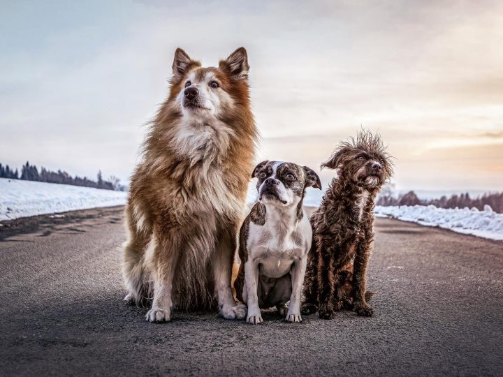 Come lavare il cane se non ho lo shampoo?