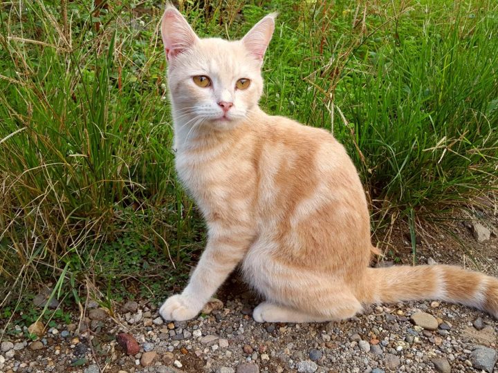 Come lavare un gatto aggressivo?