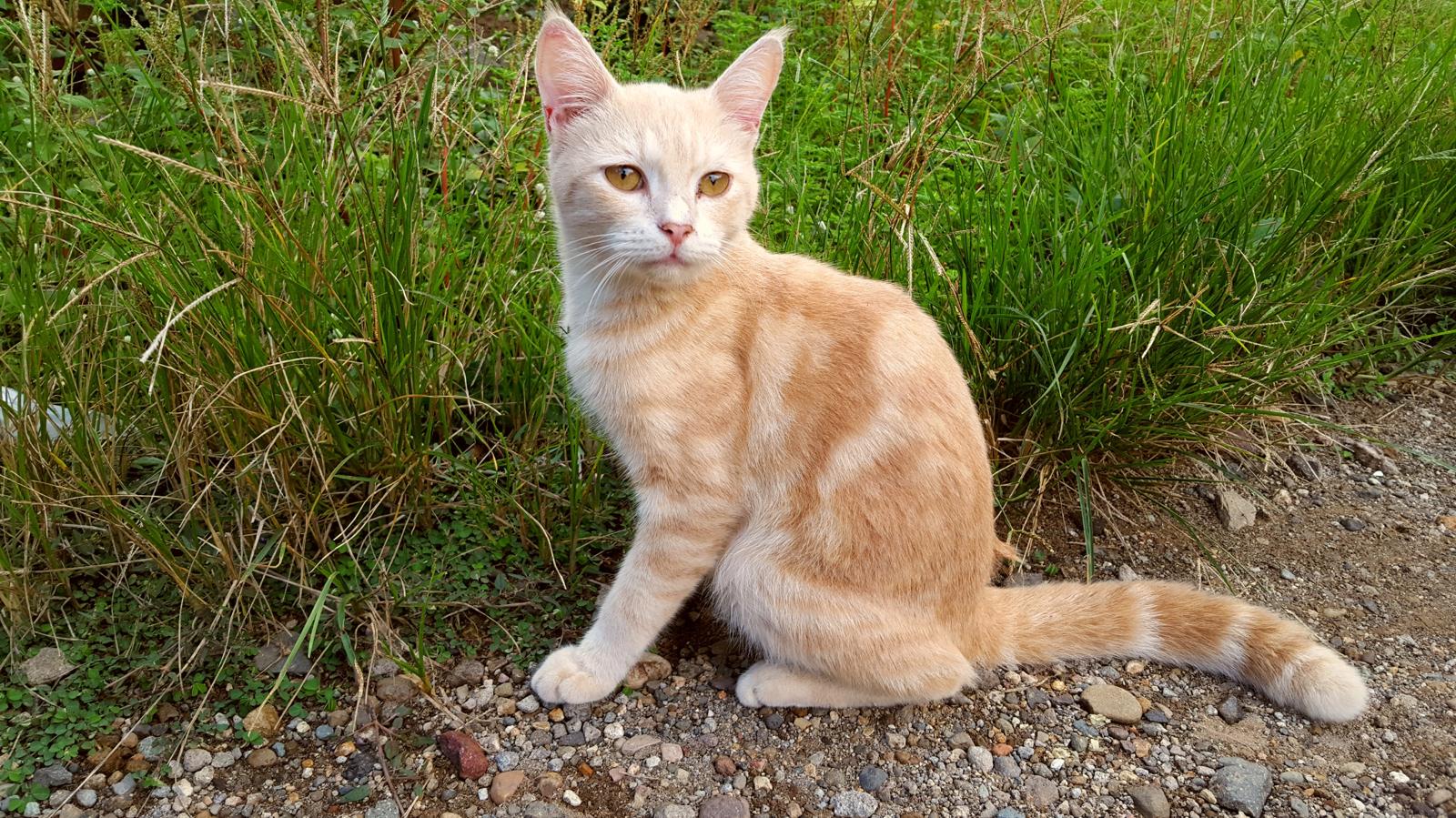 Come lavare un gatto aggressivo?