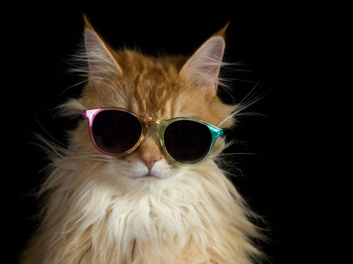 Come lavare un gatto senza farsi graffiare?