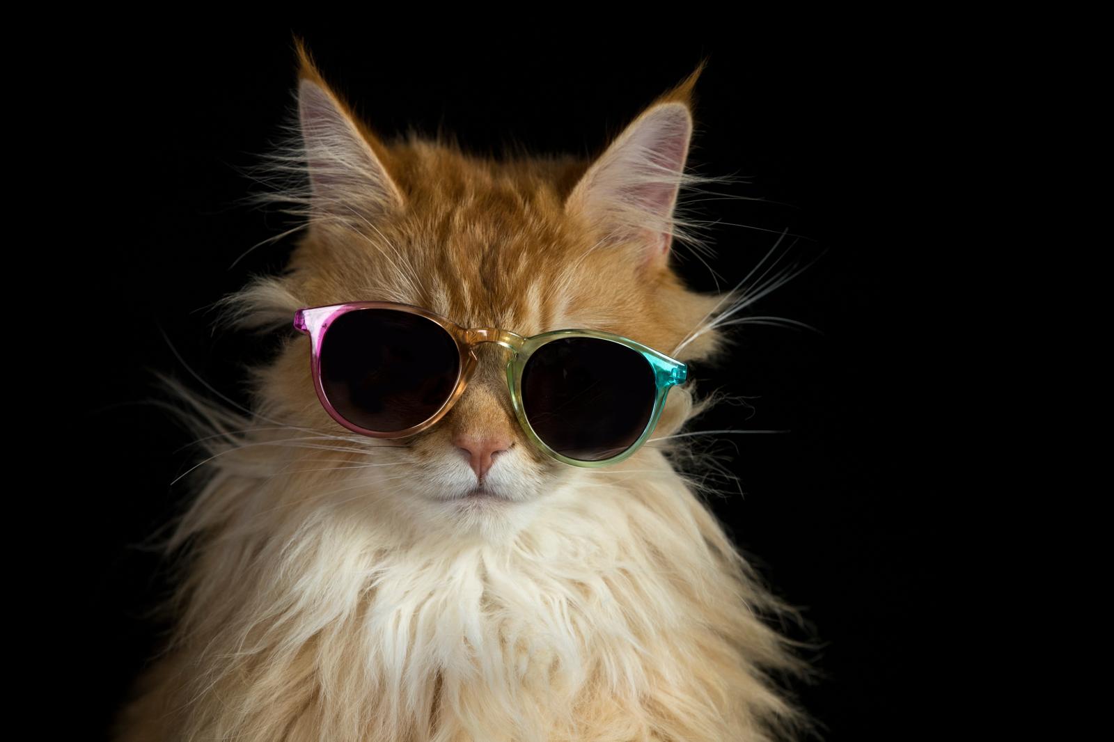 Come lavare un gatto senza farsi graffiare?