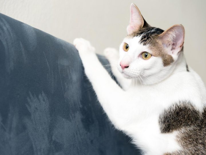Come mettere il gatto nel trasportino?
