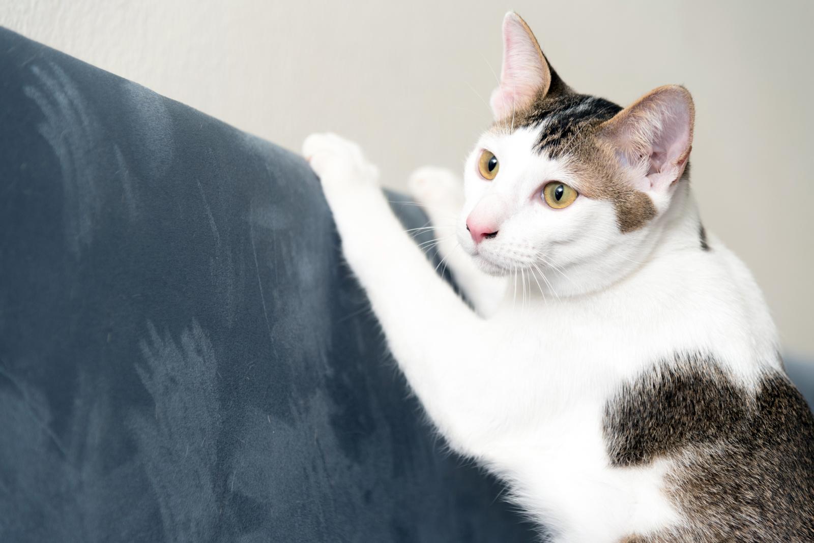 Come mettere il gatto nel trasportino?