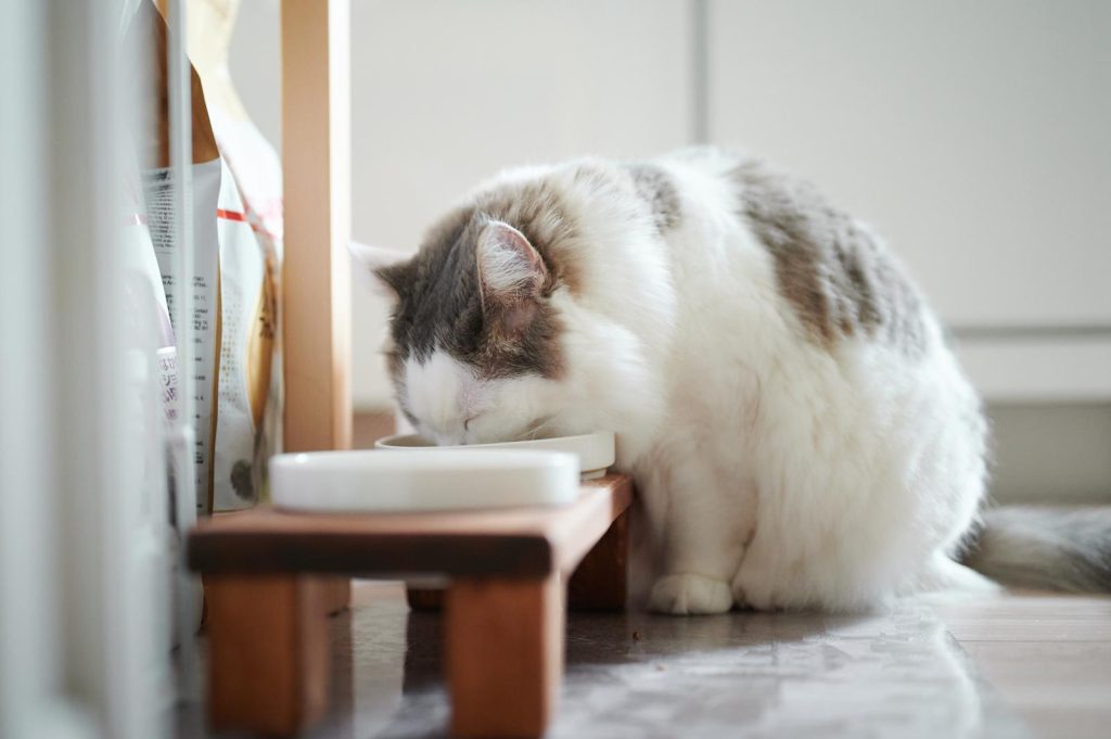 Come mettere la pettorina al gatto