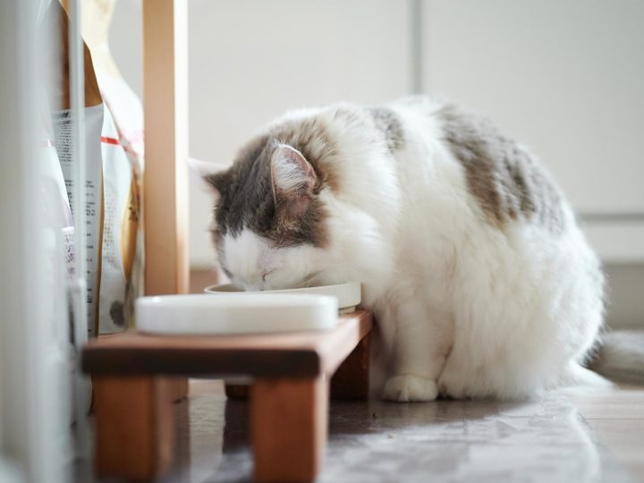 Come mettere la pettorina al gatto?