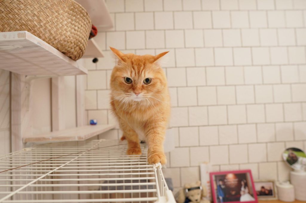 Come misurare la febbre al gatto