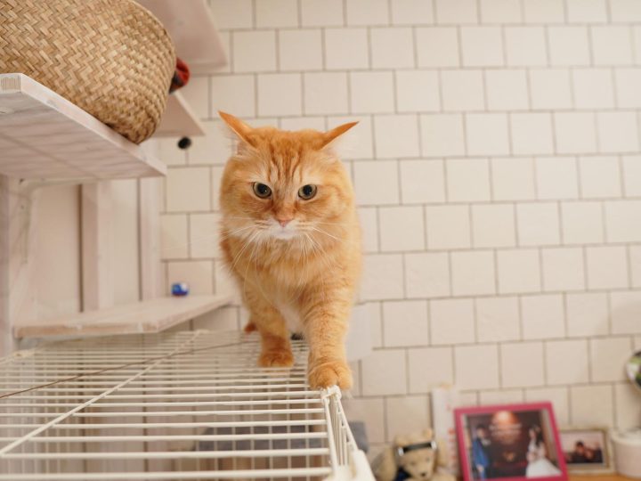 Come misurare la febbre al gatto?